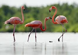 Tous les flaments ne sont pas roses tout depend de leur alimentation. D Ou Vient La Couleur Des Flamants Roses Reponse A Tout