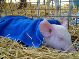 Zoo research and data debate over spaying and neutering. Parties Mobile Animal Farm Sydney Petting Zoo Hire Kindifarm Com Zoo Animals Animals Farm Animals