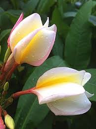 Plumeria Apricot Swirl Beautiful Flowers Morning Flowers Tropical Flowers