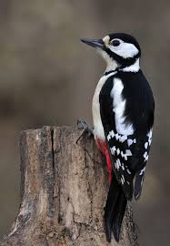 Black And White Spotted Bird With Black Head Picchio Rosso Maggiore Photo By Photographer Bonali Giuseppe Woodpecker Pet Birds Backyard Birds