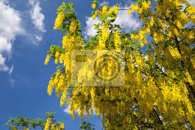 (arabischer gummi | farbstoffe | mimosenbaum | zierblumen | parfüm) diesen baum in einem traum zu sehen, bedeutet geiz, böses und verhalten gegenüber den handlungen der. Akazienbaum Fototapete Fototapeten Hof Bildschirmschoner Akazie Myloview De