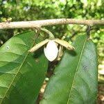 Image result for Uvariodendron