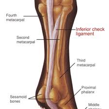 Horse foot and leg anatomy / infographic chart vector. An Overview Of The Inferior Check Ligament In Horses Dressage Today