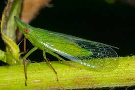 Image result for Dignathia gracilis