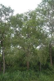 Image result for Boscia salicifolia