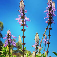 Image result for Coleus caninus