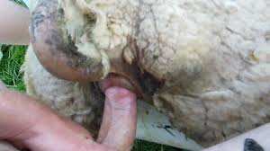 Man fuck sheep
