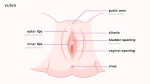 If it has a little hole or circle its a male. What Does The Inside Of A Vagina Look Like Telling If You Re Healthy