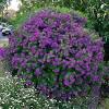 Cespuglio pianta sempreverde con fiori viola. Https Encrypted Tbn0 Gstatic Com Images Q Tbn And9gcst2igts3dcrhs2e5y7b12rja18m74gns4o6wqeu0a Usqp Cau