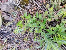 Image result for Phyllanthus polyspermus