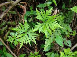 Image result for Doryopteris concolor