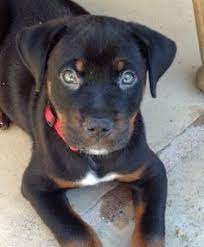 With all designer dog breeds, there's little to no guarantee what you'll get when you mix a rottie with a pit. Pin On Puppies