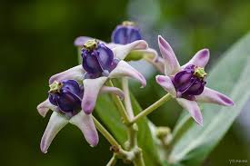 Image result for Calotropis gigantea