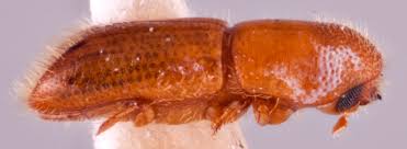 Image result for Loxodera bovonei