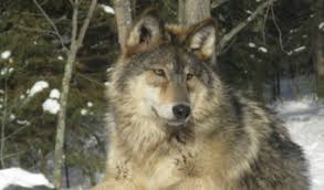 Grey Wolf Facts Size Diet Habitat Information