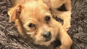 Meet Rio! Rio (female) is a terrier mix, 5 months old, and 5 pounds. She  has the cutest underbite! Rio is a lap dog!! She loves other dogs! Please  help her find