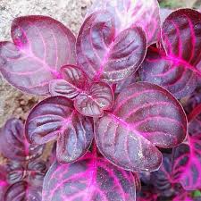 Image result for Iresine