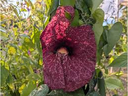 Image result for Aristolochia gigantea