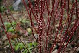 Image result for scale on plant