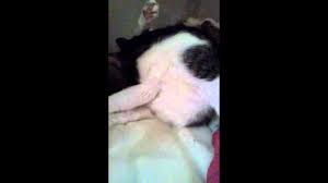 Her kittens are moving around in her abdomen quite clearly. How You Know If Your Cat Is Going To Go In Labor Youtube