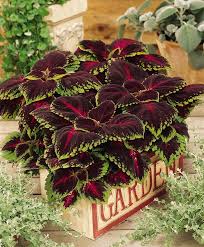 Image result for Coleus sylvestris