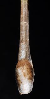 Image result for Isoetes schweinfurthii