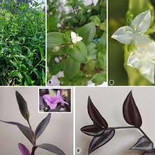 Image result for Commelinaceae