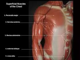 The rib cage is composed of the sternum and twelve paired ribs with their costal cartilages, which are. Why Do The Rib Cage Of Guys With Six Pack Abs Not Visible Even When They Are Having Very Low Body Fat Percentage Quora