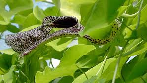 Image result for Aristolochia hockii