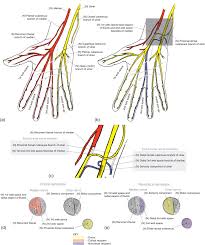 Dorsal Cutaneous Branches An Overview Sciencedirect Topics