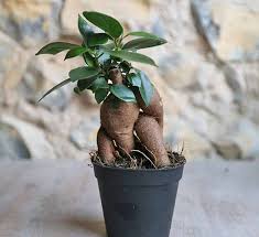 Ficus bonsai ise ev koşullarında yetiştirilmeye son derece uygun ve minyatürü andıran bir çeşit incir ağacı şeklinde. Buy Baby Ficus Ginseng Bonsai Ideal Terrarium Plant