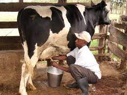How Much Milk Does A Cow Produce In A Day