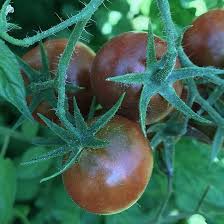 Very sweet with exceptional tomato flavour, this variety really stood out in the trials. Petit Chocolate Tomato Seeds
