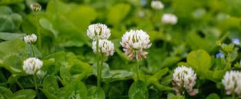 How can you grow colorful buds that turn purple or pink? Top 5 Kansas City Weeds And Treatment Options Benjamin Lawn Landscape