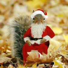 Pin By Laura Hall On Squirrels Funny Squirrel Pictures Squirrel Funny Squirrel Pictures