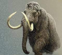 The Woolly Mammoth Mammuthus Primigenius Lived During The Pleistocene Common In Europe Northern Asia An Prehistoric Animals Prehistoric Creatures Megafauna