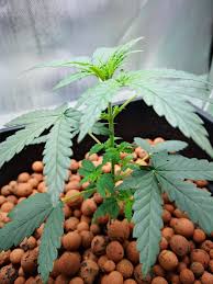 Lay the seeds in the middle and fold the paper into a square. My First Grow Northern Lights Auto Fem 28 Days From Sprout Cannabiscultivation