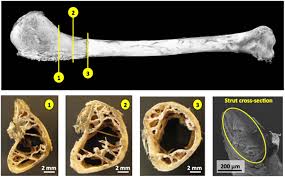 Start studying bone cross sections. Http Maeresearch Ucsd Edu Vlubarda Research Pdfpapers Jmbbm 2017b Pdf