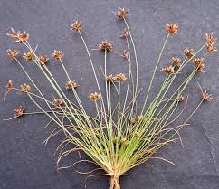 Image result for Bulbostylis trabeculata