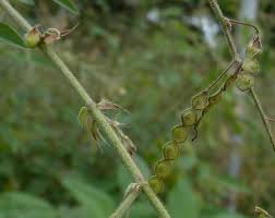 Image result for Desmodium tortuosum