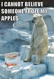 In this video, we discuss polar bears' weight and chat with a cardboard cutout about what this channel is goi. 35 Most Funniest Bear Meme Pictures And Photos
