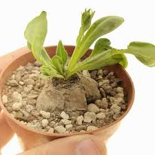 Image result for Aeollanthus subacaulis