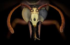 Image result for Gnidia chapmanii