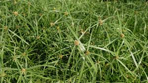 Image result for Kyllinga appendiculata