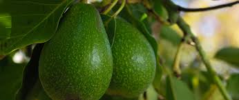 Many of the reasons for poor growth is the varying temperature and related problems to humidity and disease. How To Grow An Avocado Tree