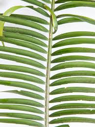 Image result for Encephalartos villosus