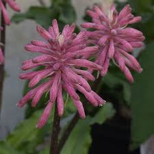 Image result for Veltheimia