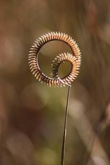 Image result for Ctenium