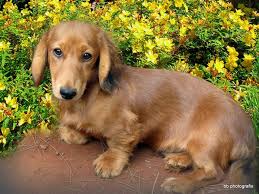 (1) smooth, (2) long, and (3) wirehaired, and is shown in two sizes: Long Haired Mini Dachshunds