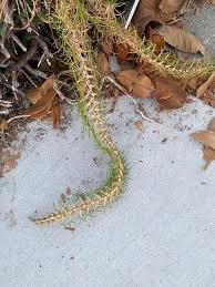 Image result for Cenchrus clandestinus